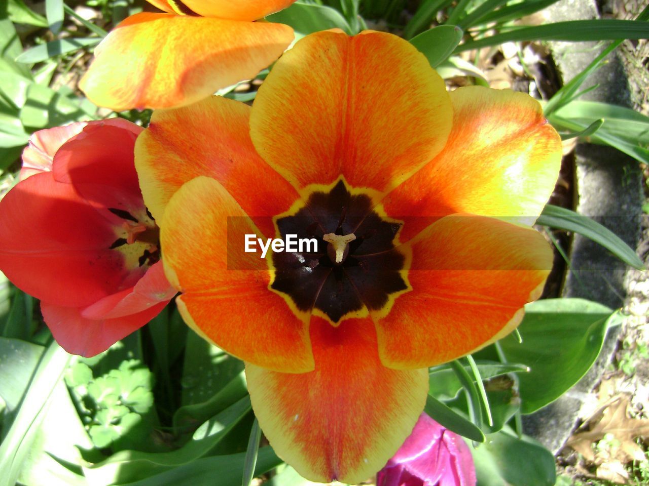 High angle view of tulips blooming outdoors