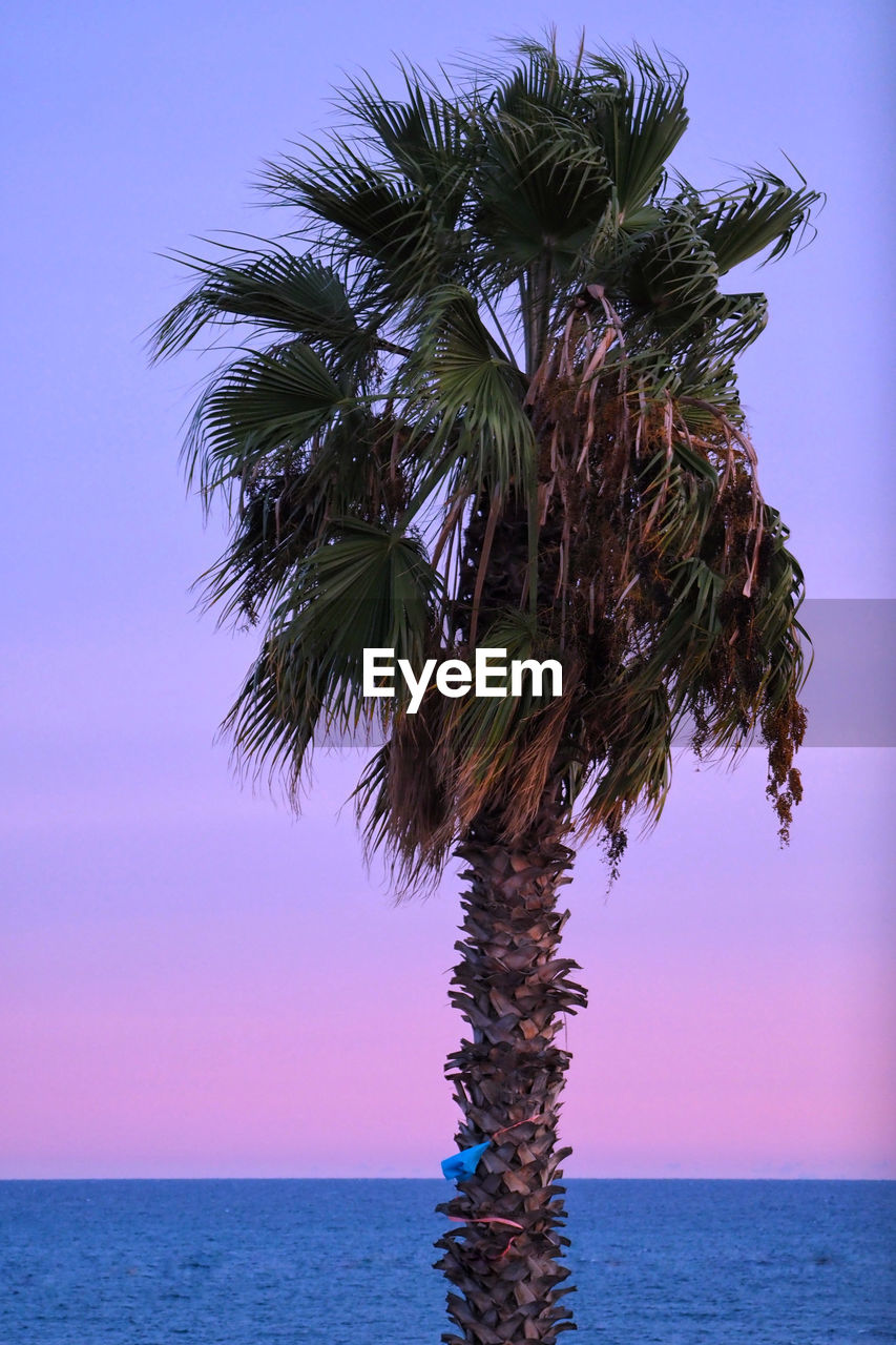 PALM TREE BY SEA AGAINST CLEAR BLUE SKY