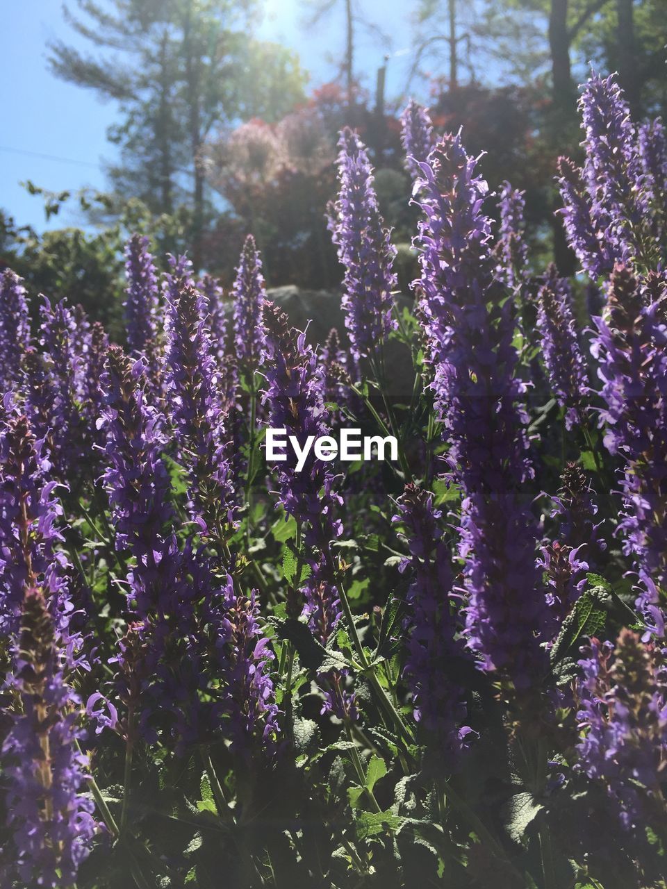 Close-up of purple flowers