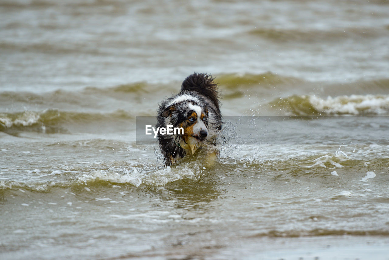 Portrait of a dog in sea