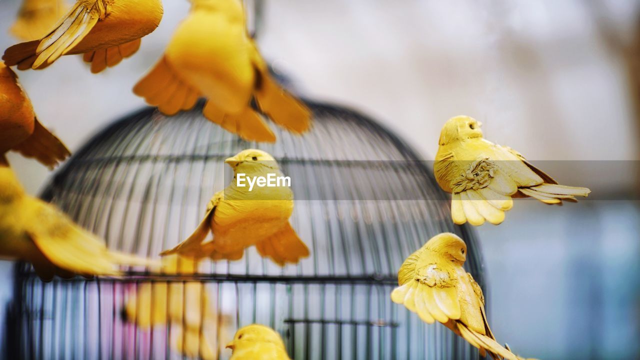 Close-up of parrot perching in cage