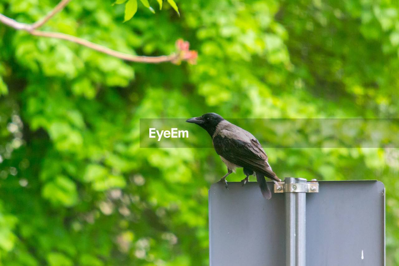 CLOSE-UP OF BIRD ON WOODEN POST