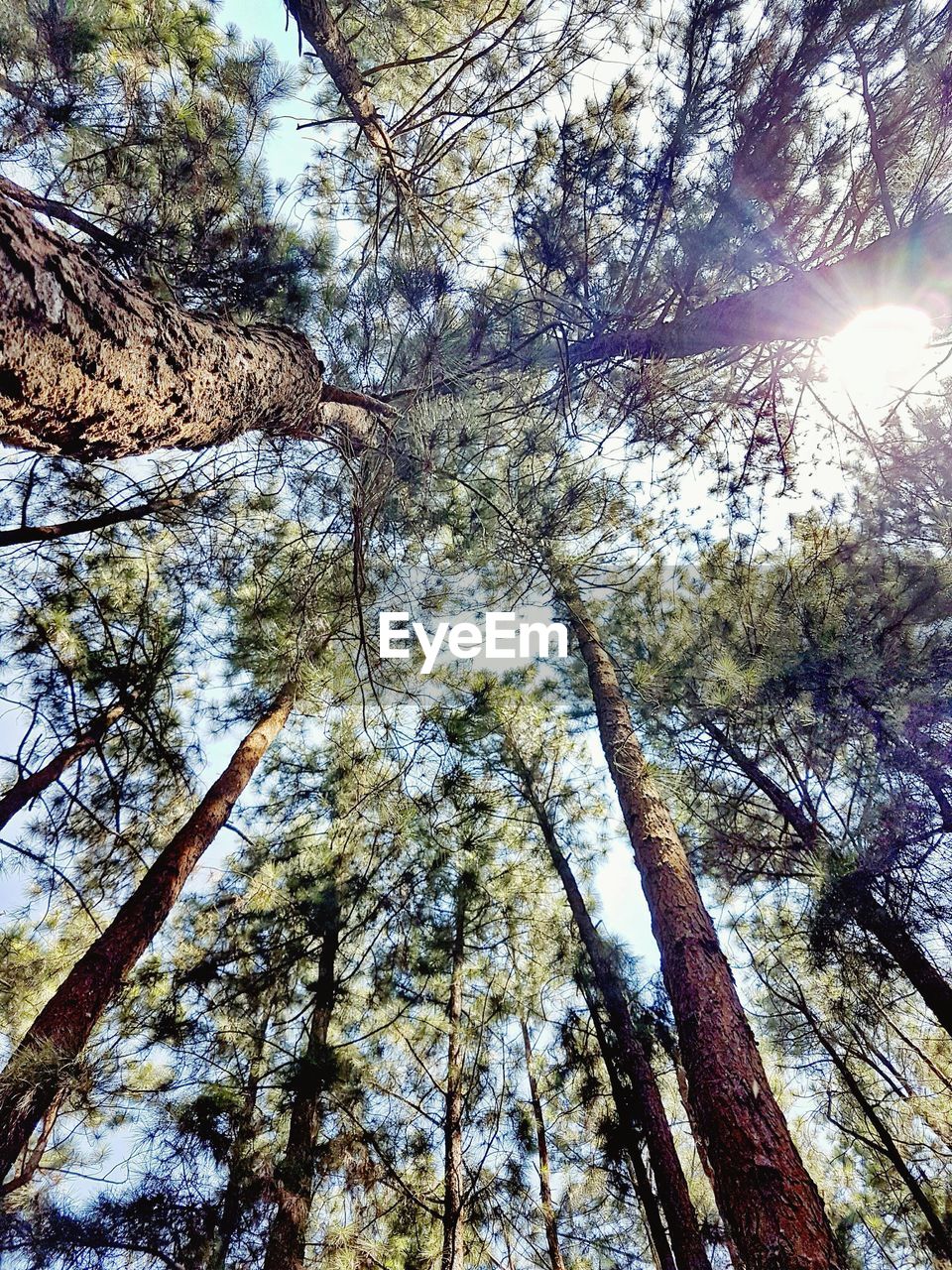 Low angle view of trees against sky