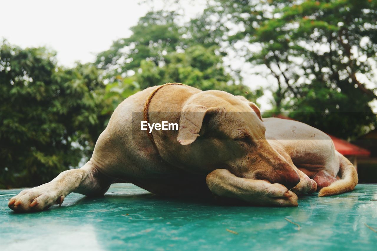 Close-up of dog relaxing outdoors