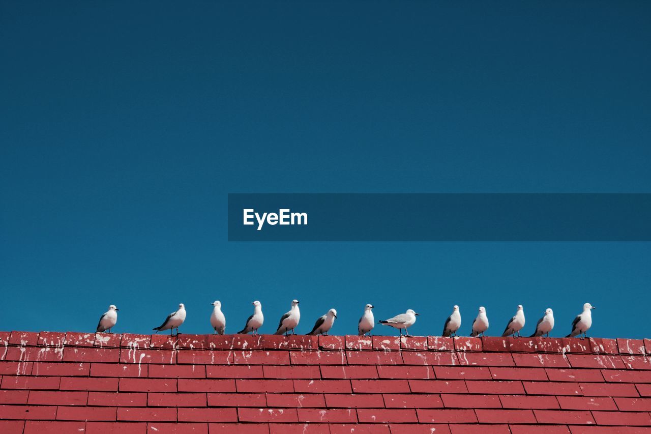 Low angle view of seagull on red brick wall against clear blue sky