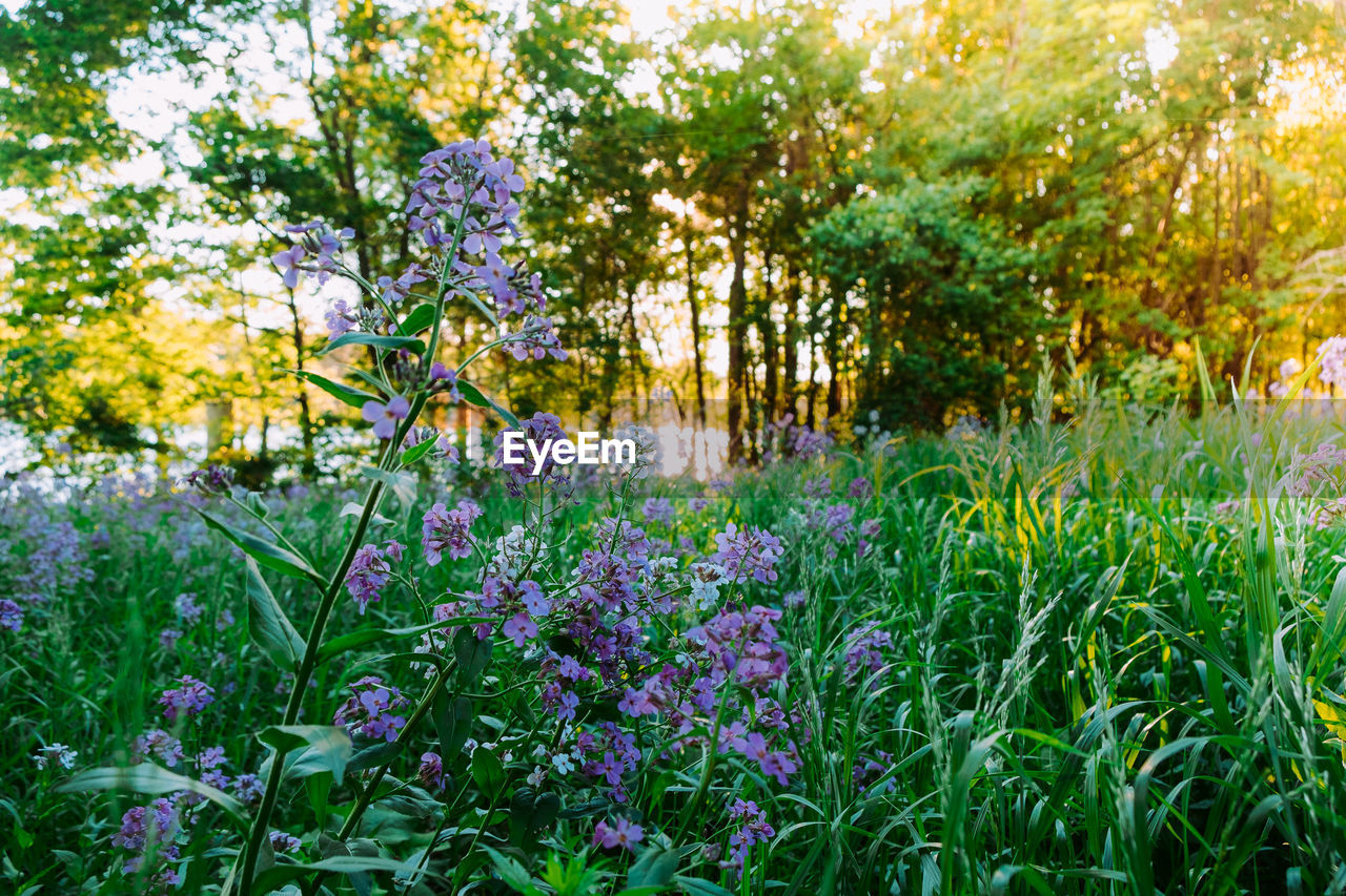 PURPLE FLOWERING PLANTS IN BACKYARD