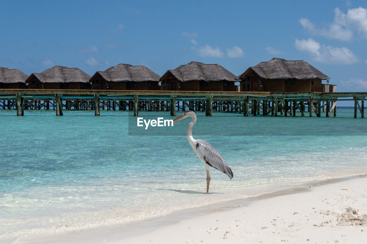 BIRD ON BEACH AGAINST SKY