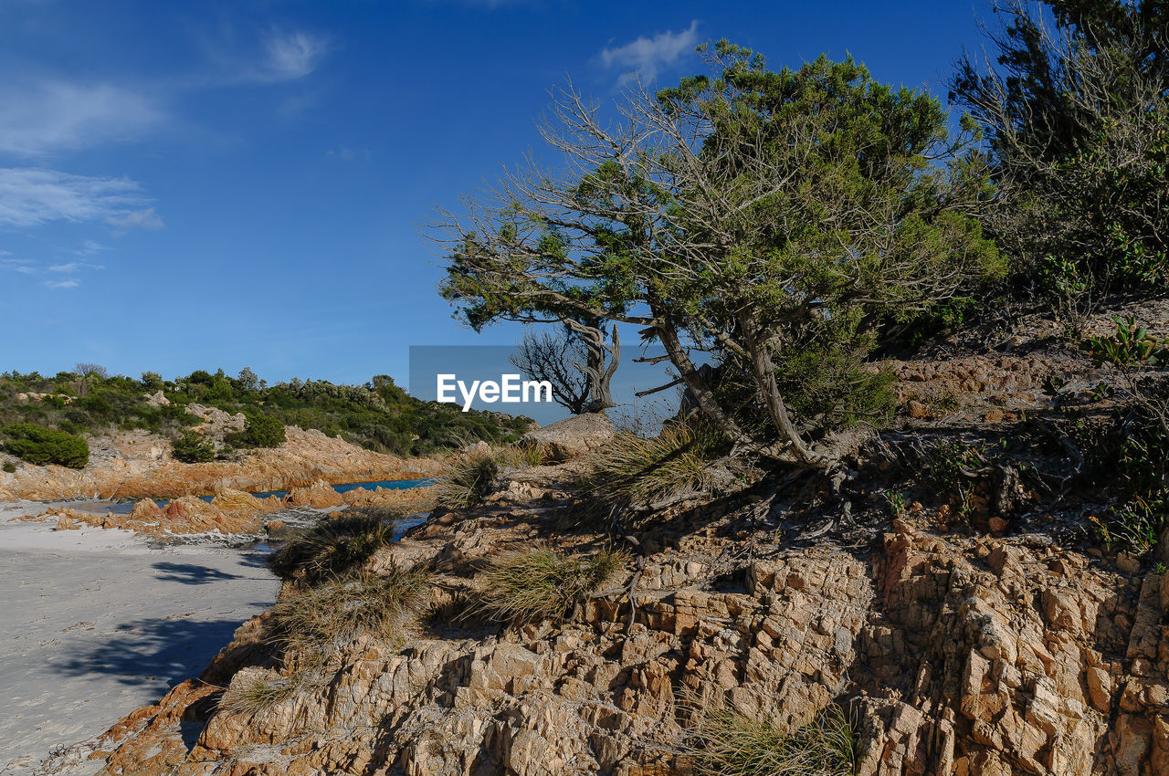 Trees by rocks against sky