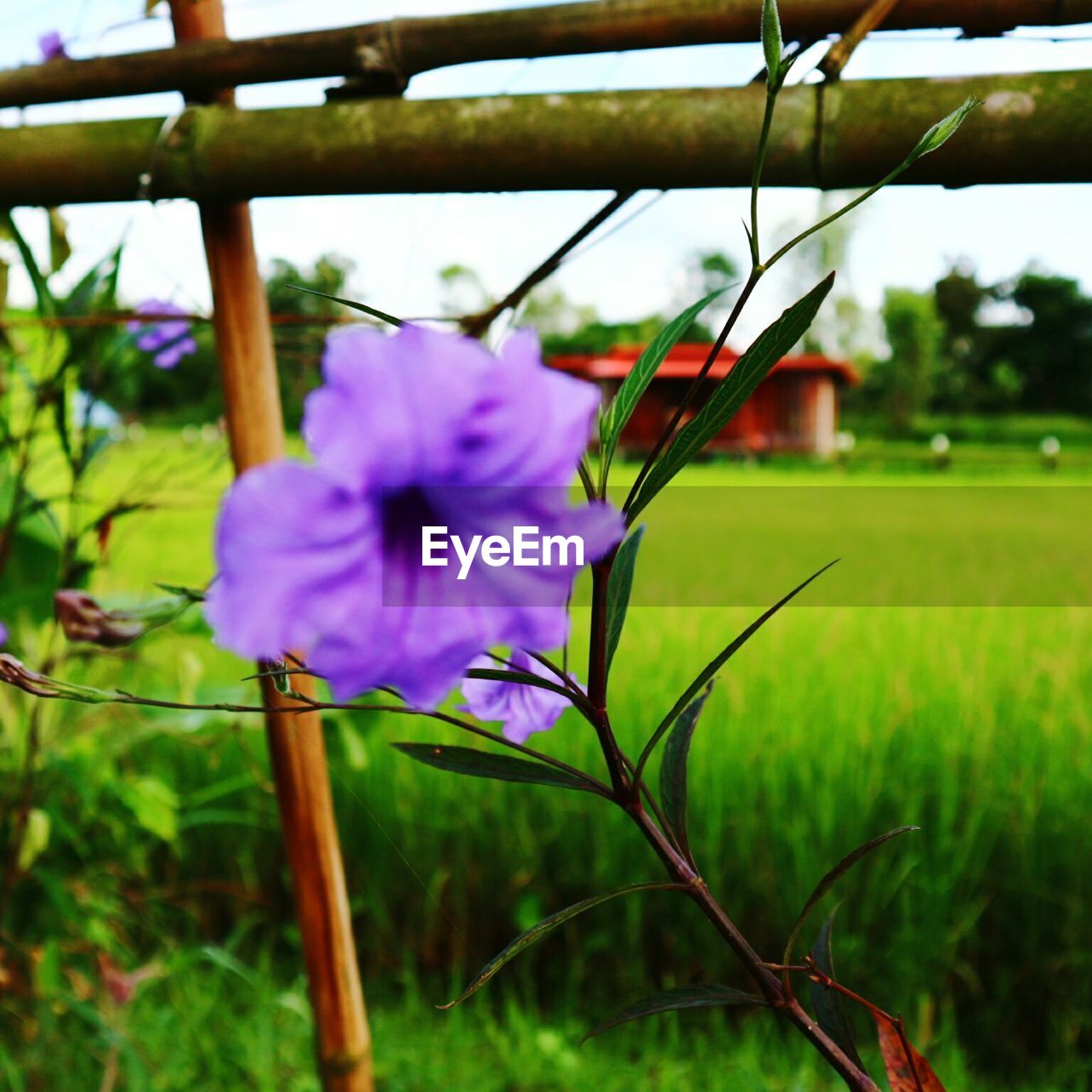 CLOSE-UP OF FLOWERING PLANT ON FIELD