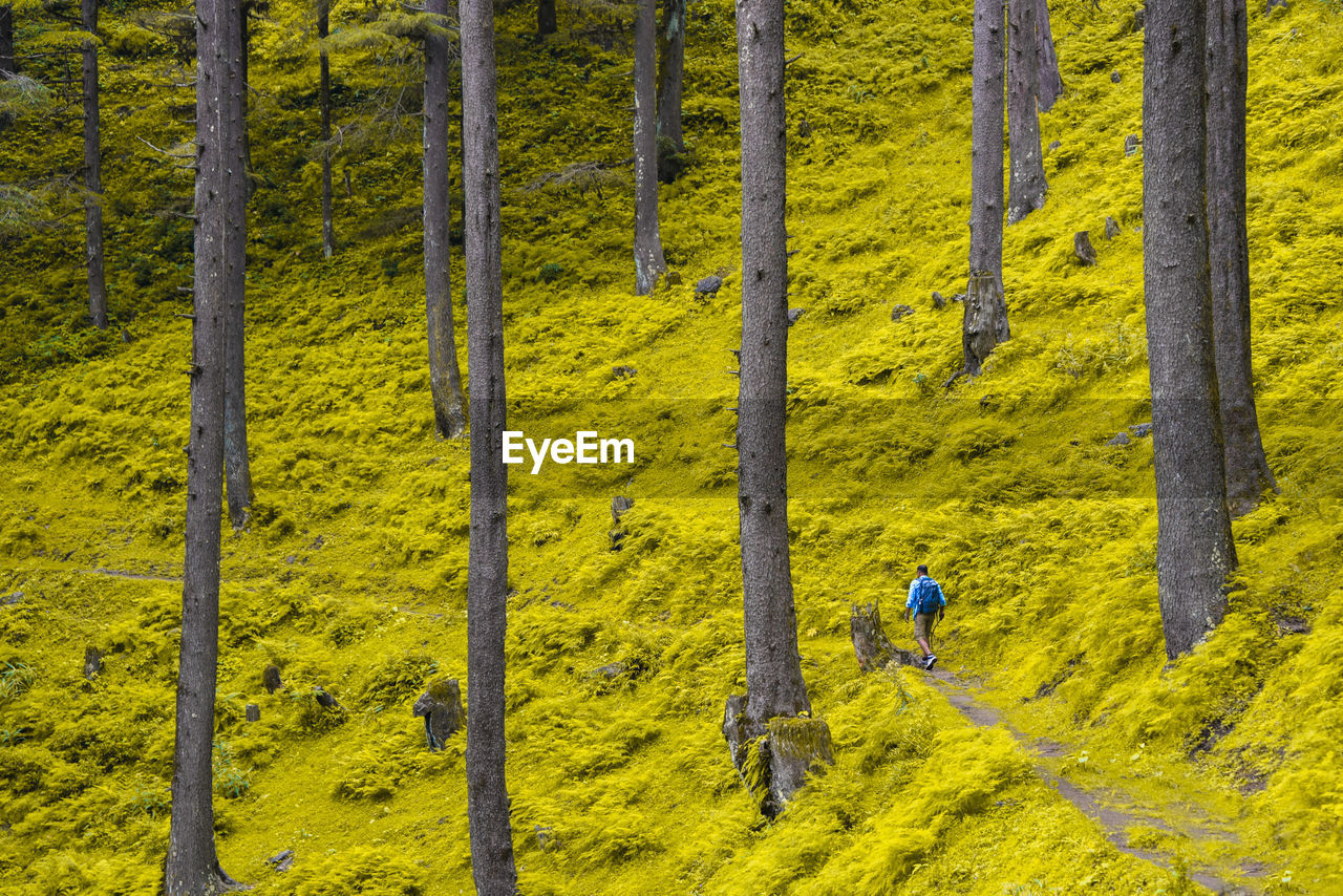 High angle view of man walking in forest