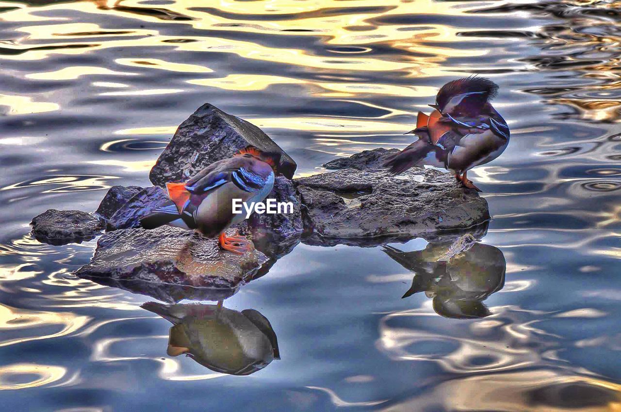 Mandarin ducks standing on rocks at river