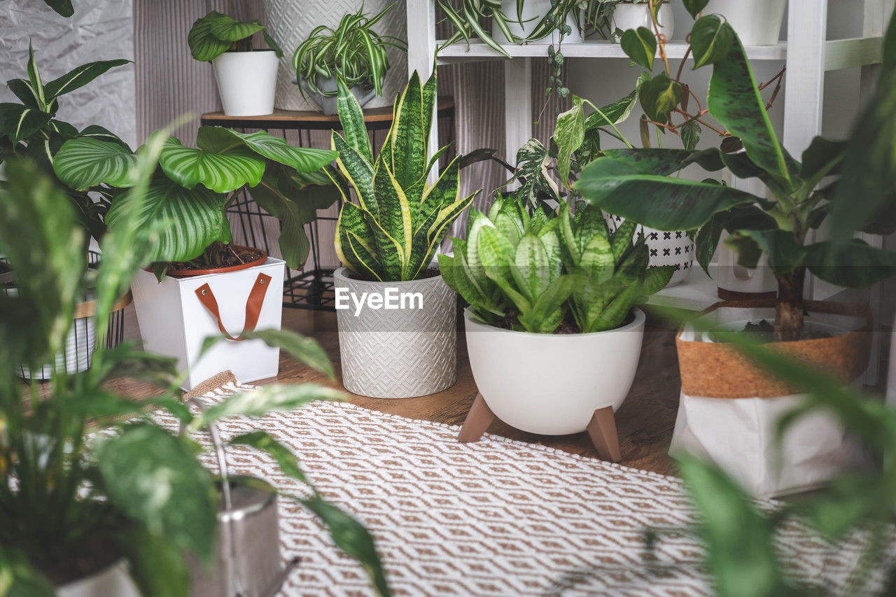 potted plants on table at home