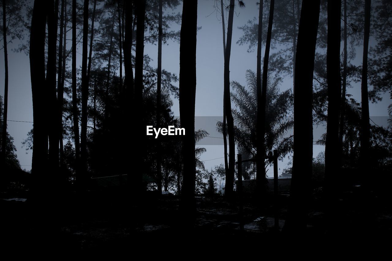 SILHOUETTE TREES GROWING IN FOREST AGAINST SKY