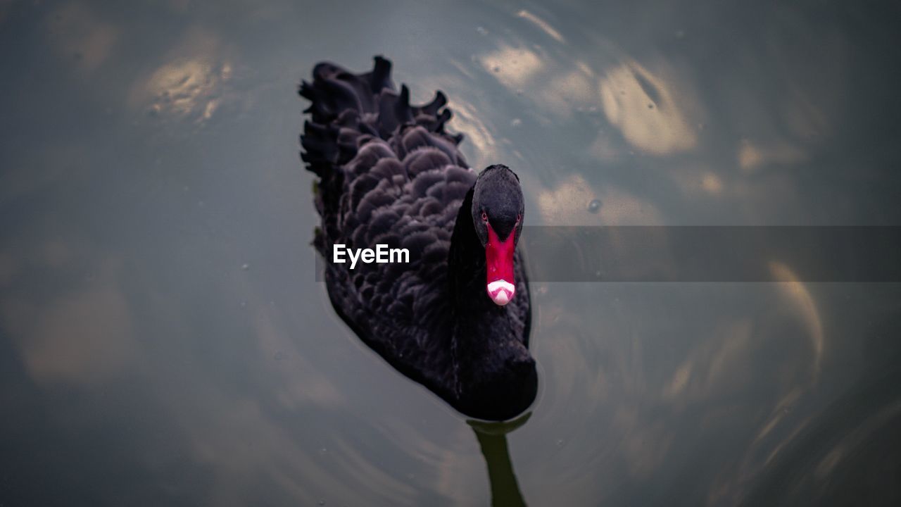 High angle view of black swan swimming in lake