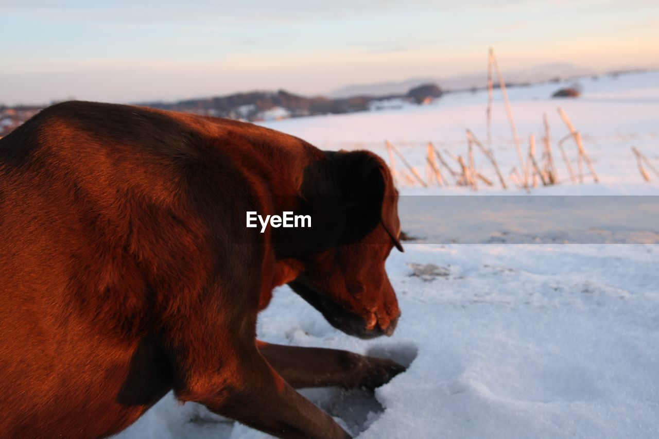 DOG LOOKING AT SNOW