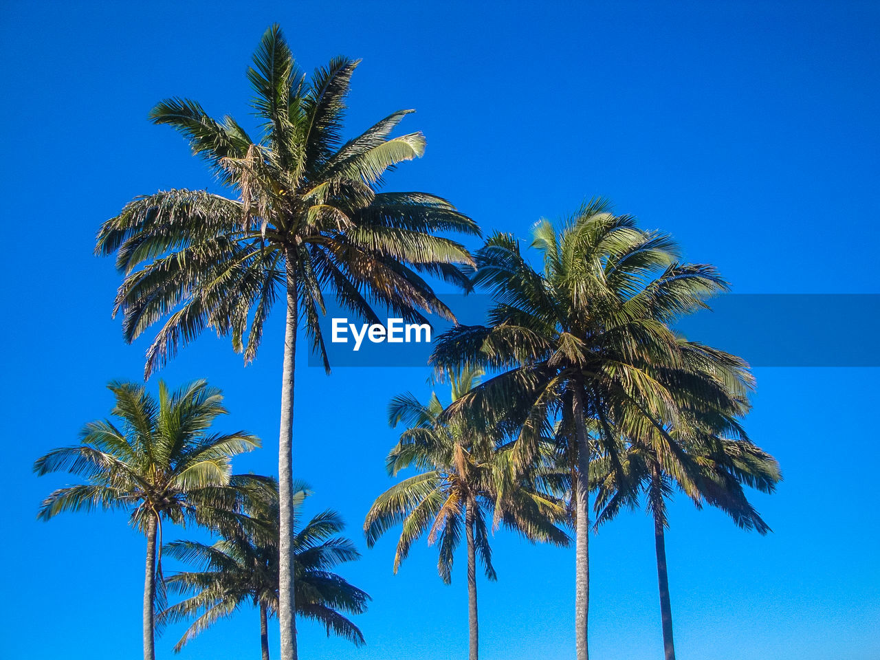 Low angle view of coconut palm trees against blue sky