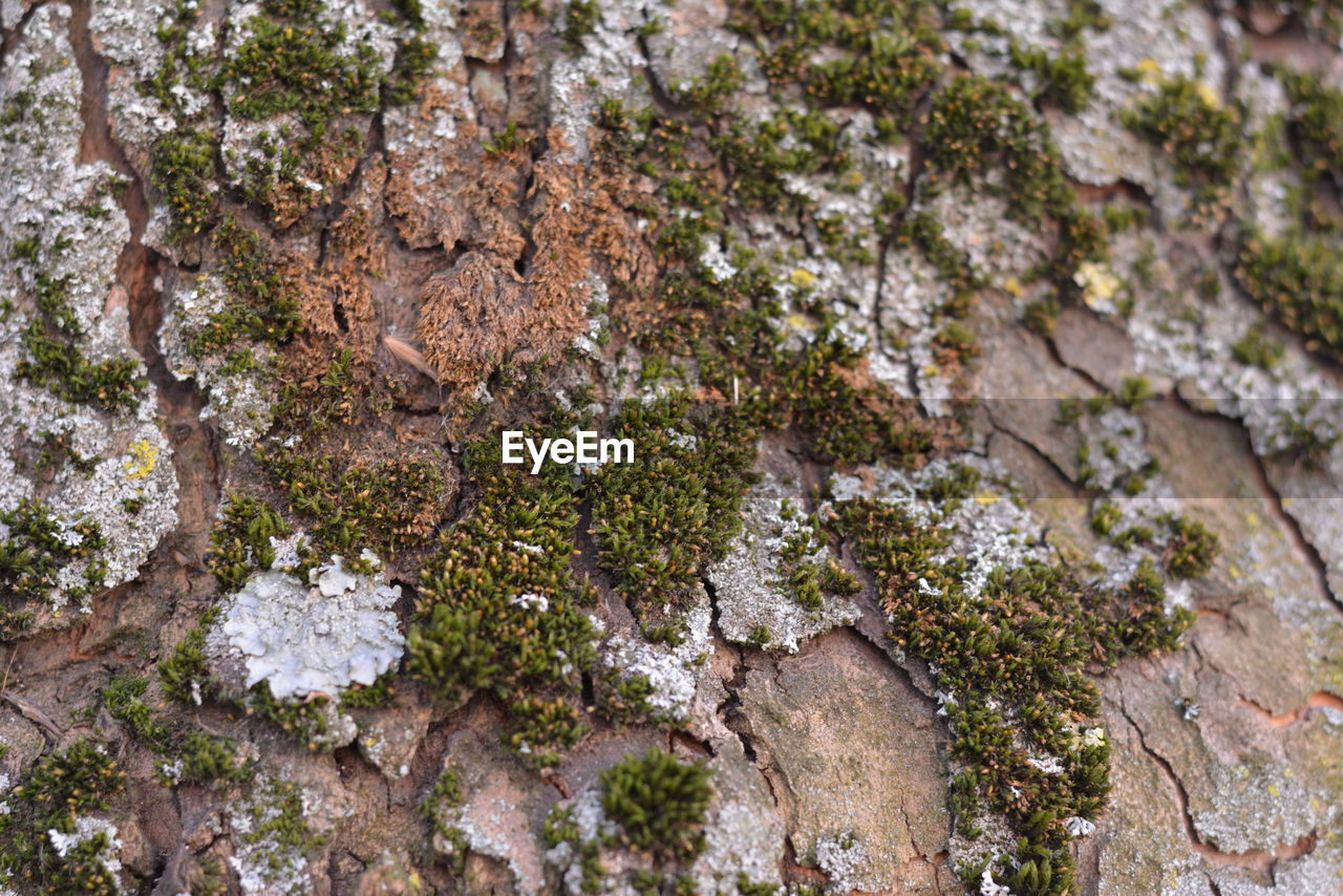 CLOSE UP OF TREE TRUNK