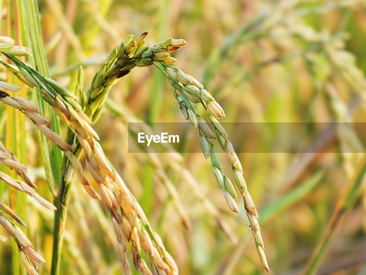 Close-up of stalks in wheat field