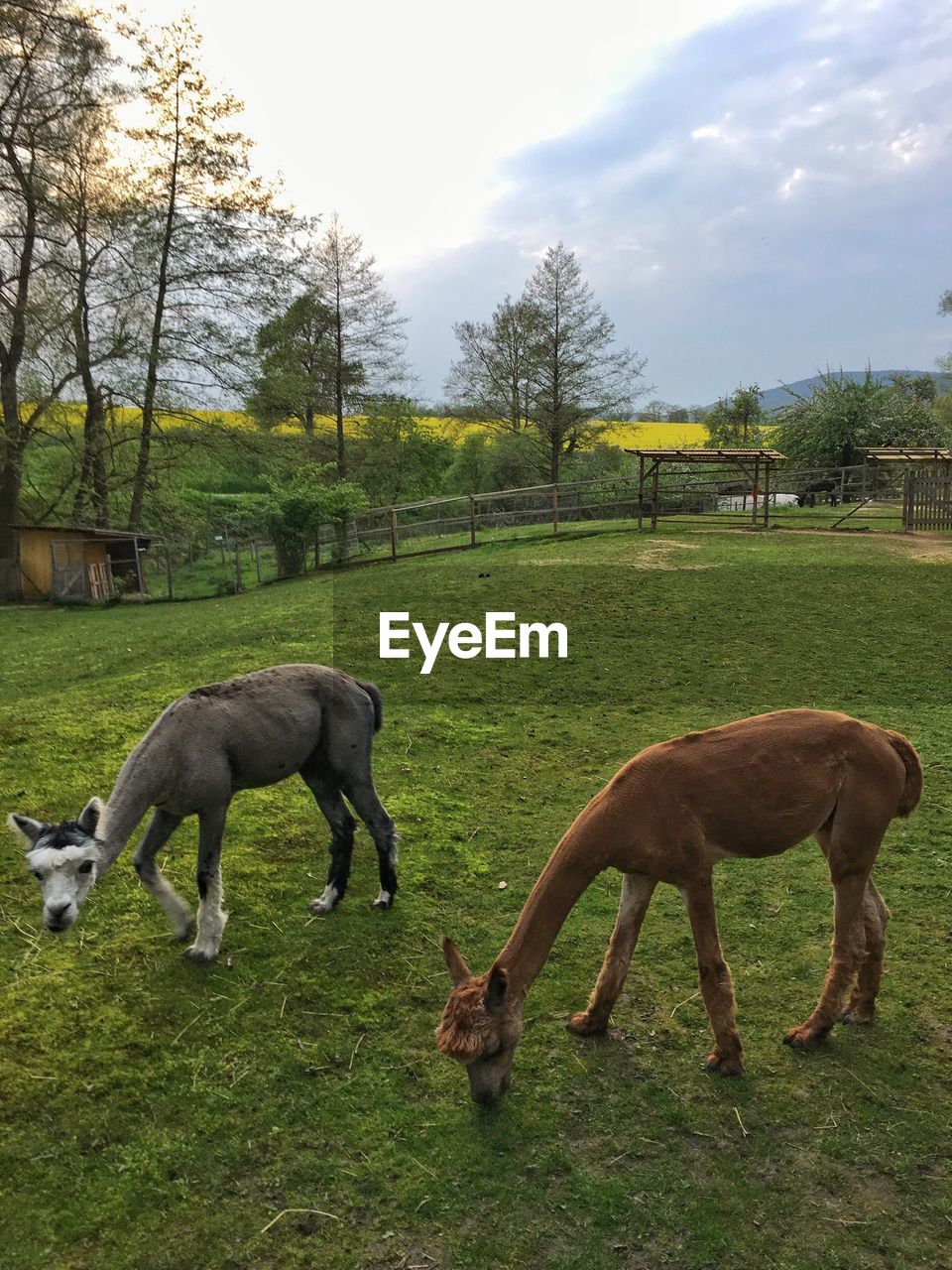 HORSE GRAZING ON FIELD