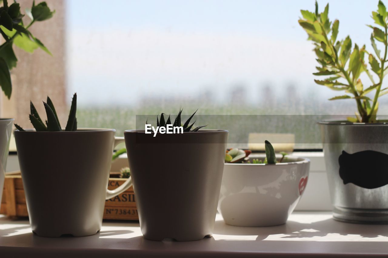 Close-up of potted plant on table