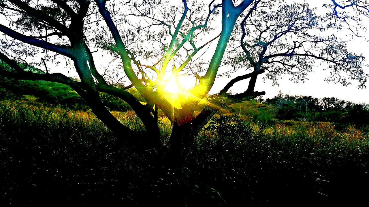 SUN SHINING THROUGH TREES ON LANDSCAPE