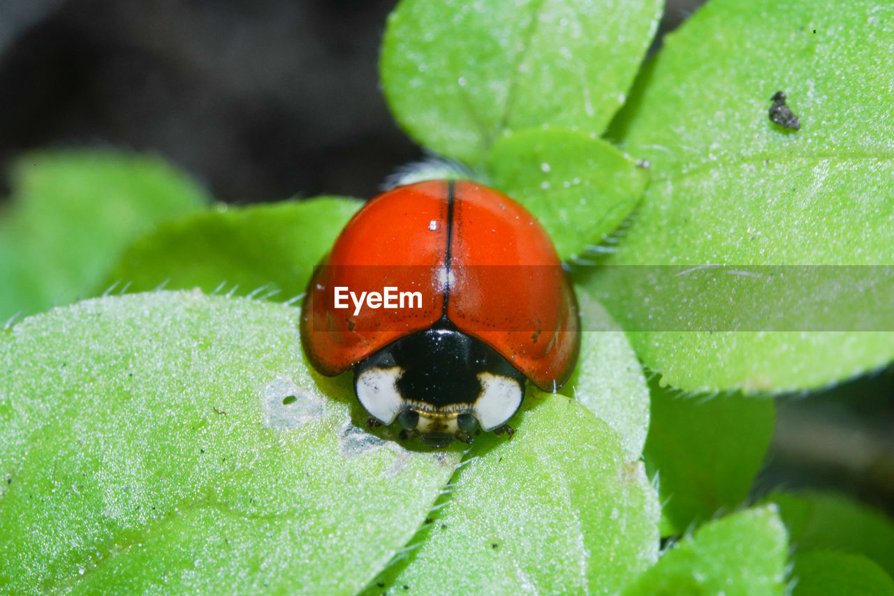 CLOSE UP OF LADYBUG ON LEAF