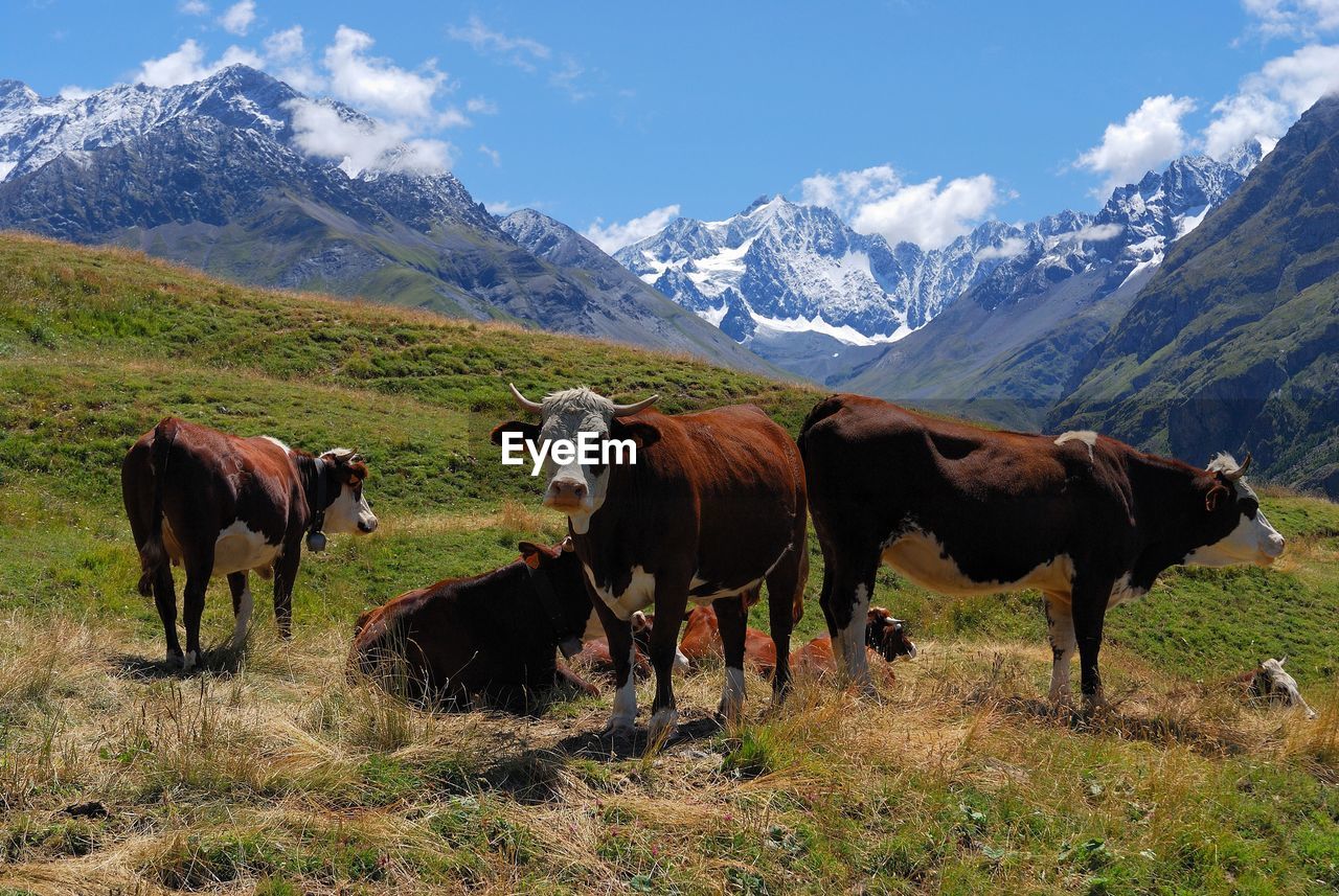 COWS IN A FIELD