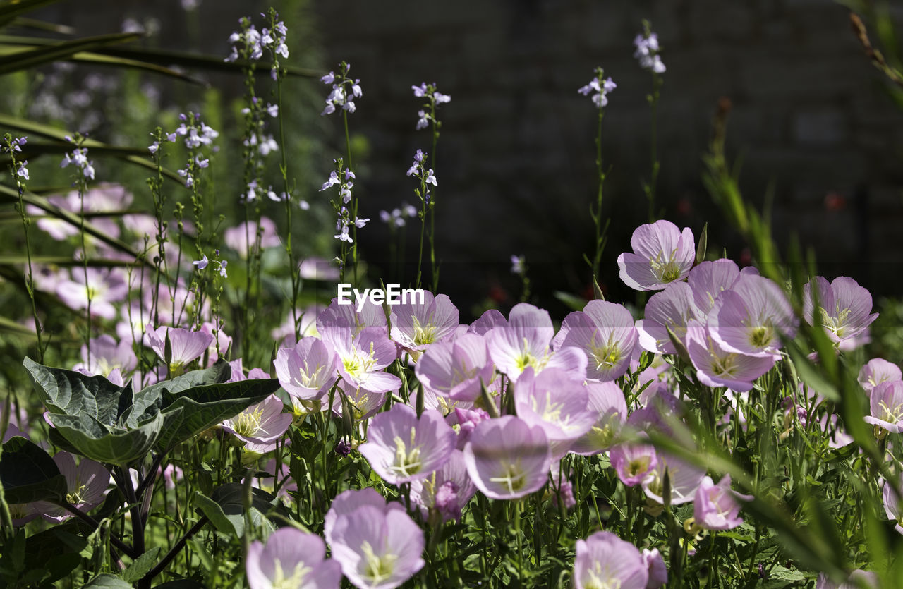 CLOSE-UP OF PURPLE FLOWERS