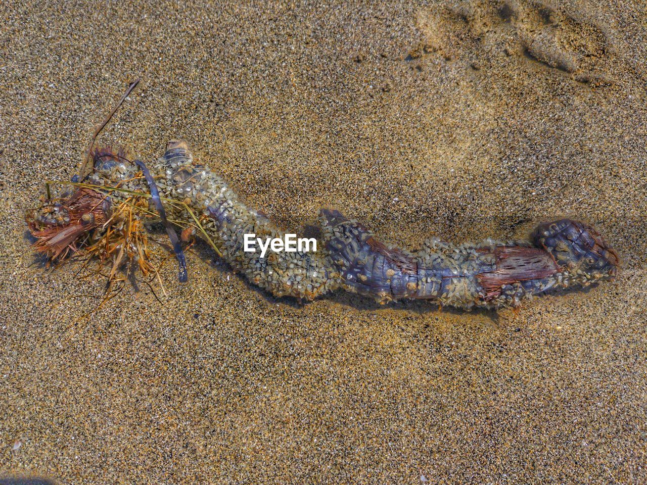 HIGH ANGLE VIEW OF STARFISH ON SAND