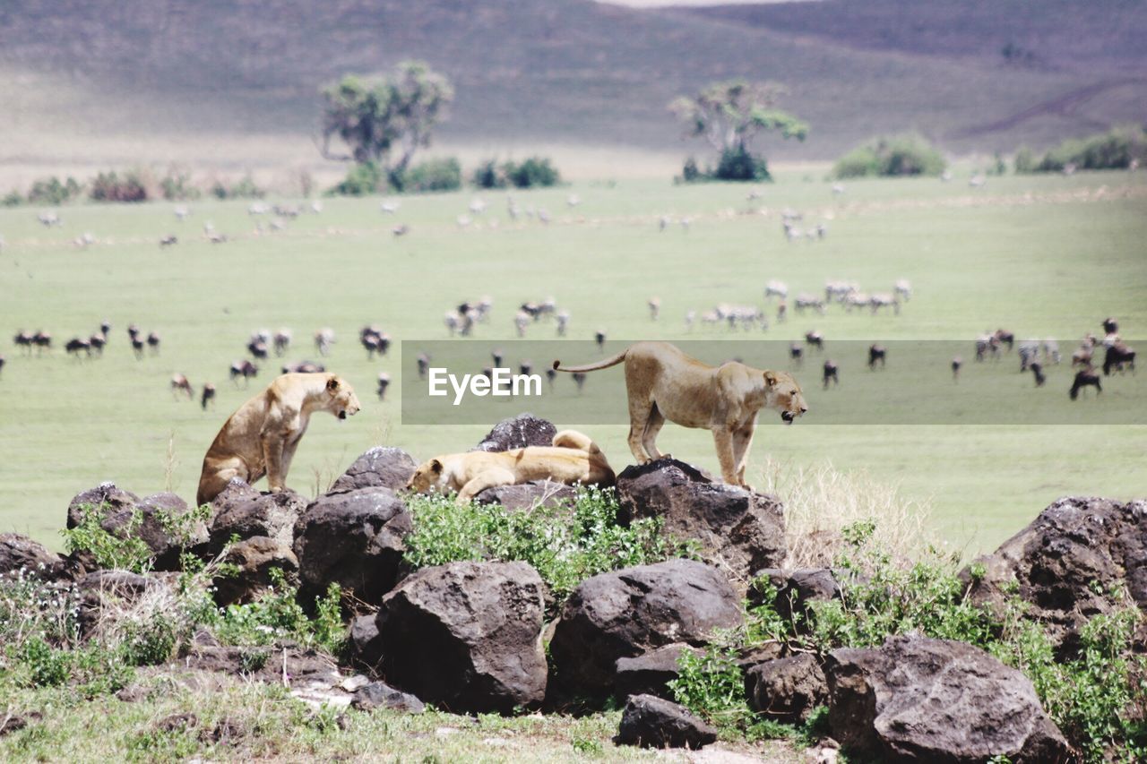Lions on rock by field with domestic animals grazing on it