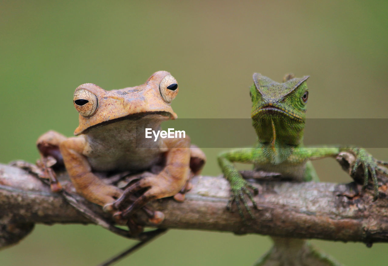 animal themes, animal, animal wildlife, reptile, wildlife, branch, tree, one animal, frog, nature, lizard, no people, close-up, macro photography, plant, amphibian, true frog, focus on foreground, outdoors, green, day, portrait