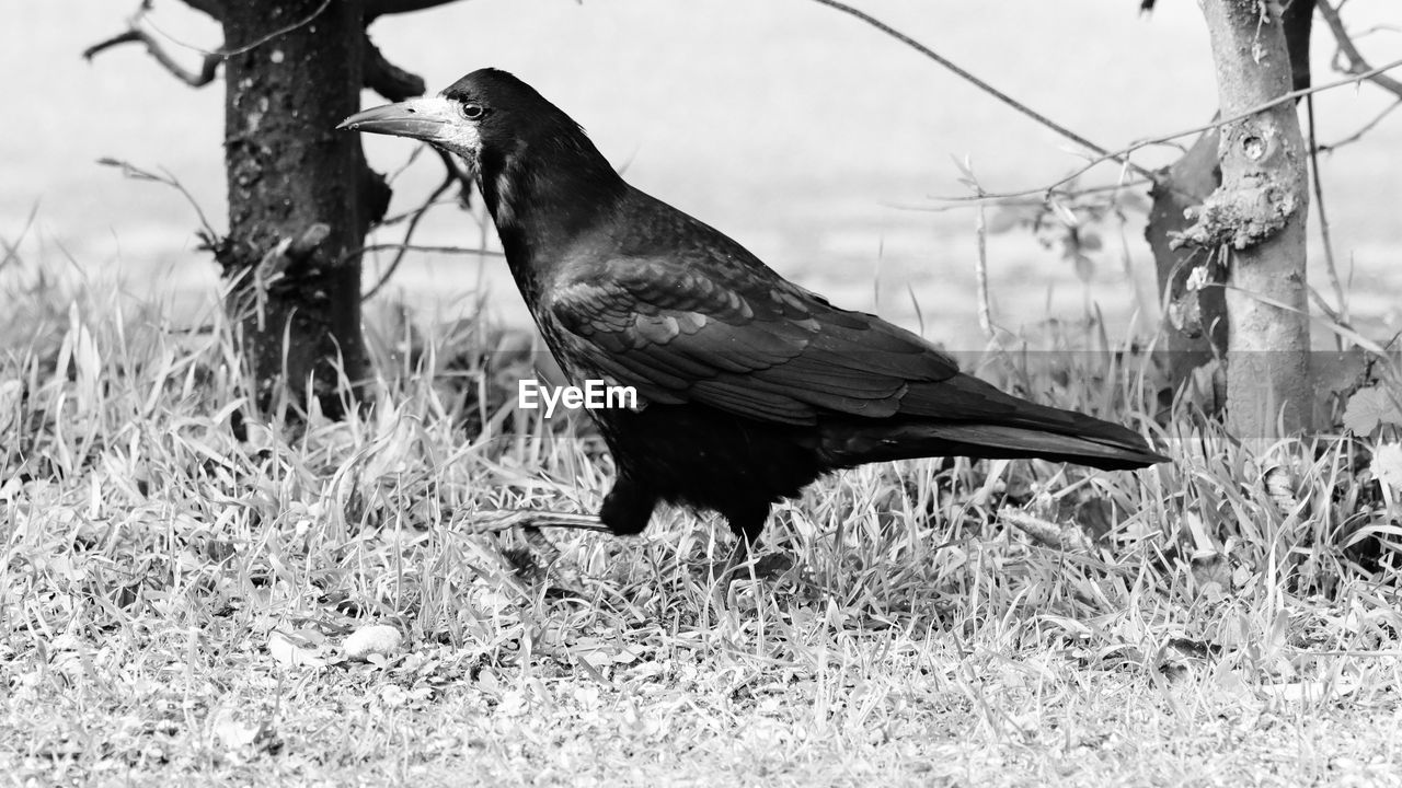 VIEW OF BIRD ON FIELD