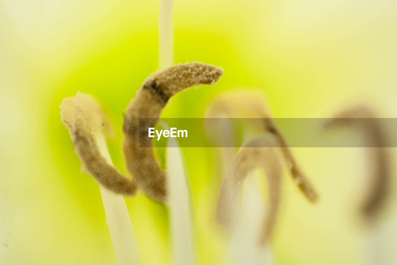 CLOSE-UP OF YELLOW FLOWER AGAINST BLURRED BACKGROUND