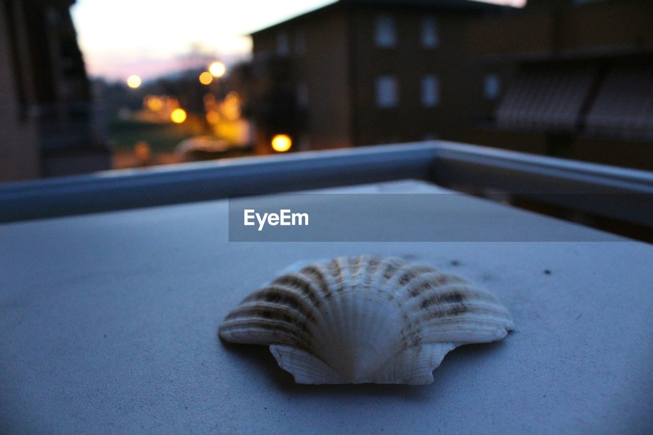 Close-up of seashell on table in balcony