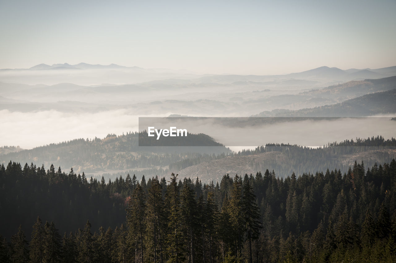 Panoramic view of trees on landscape against sky