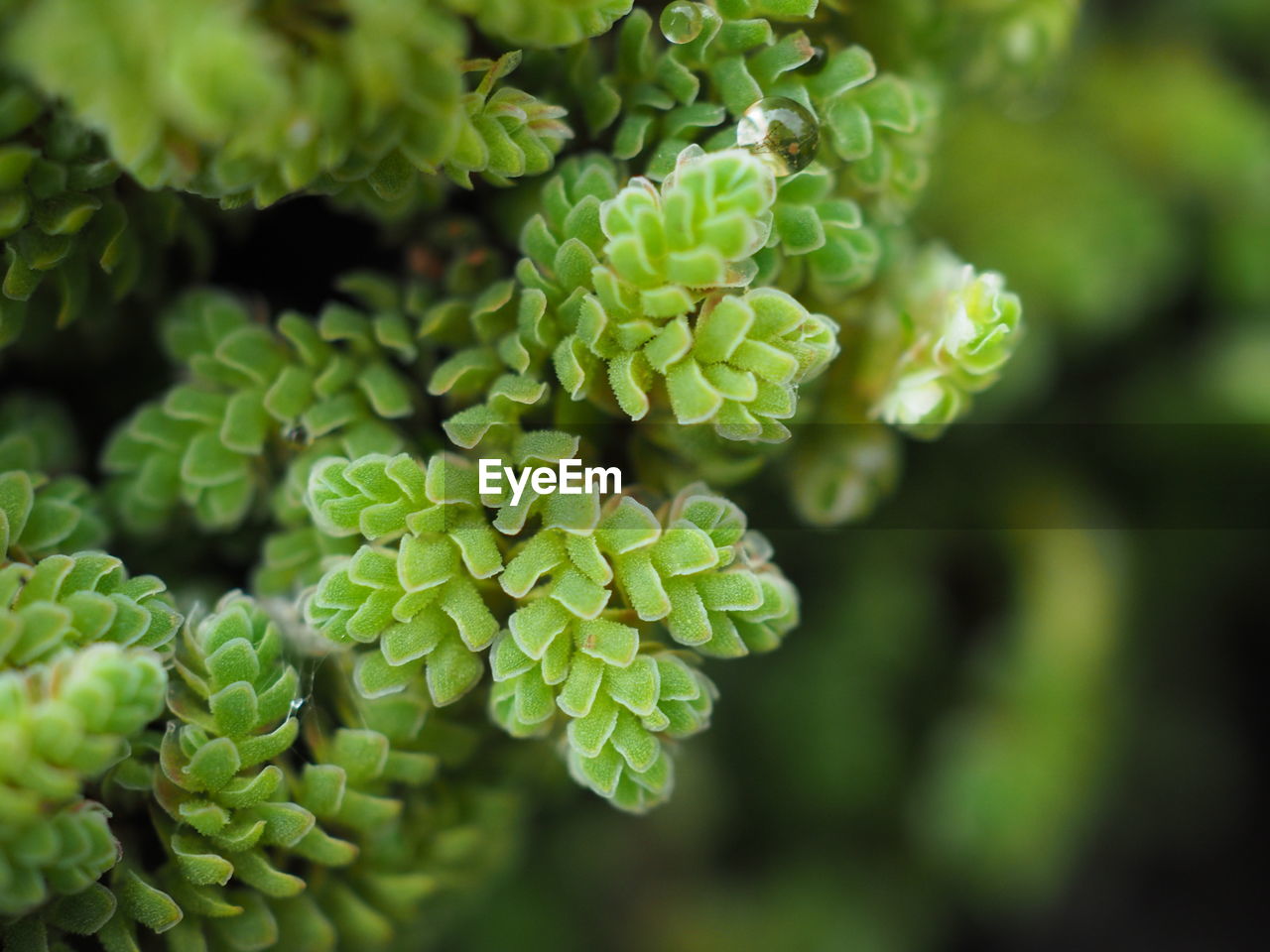 Close-up of fresh green plants in forest