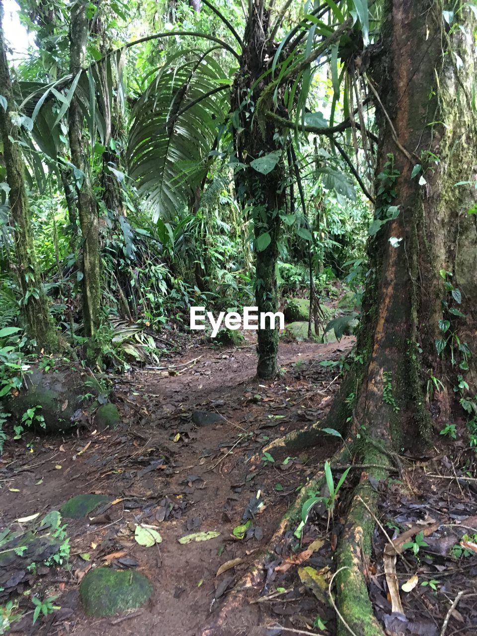 VIEW OF TREES IN FOREST