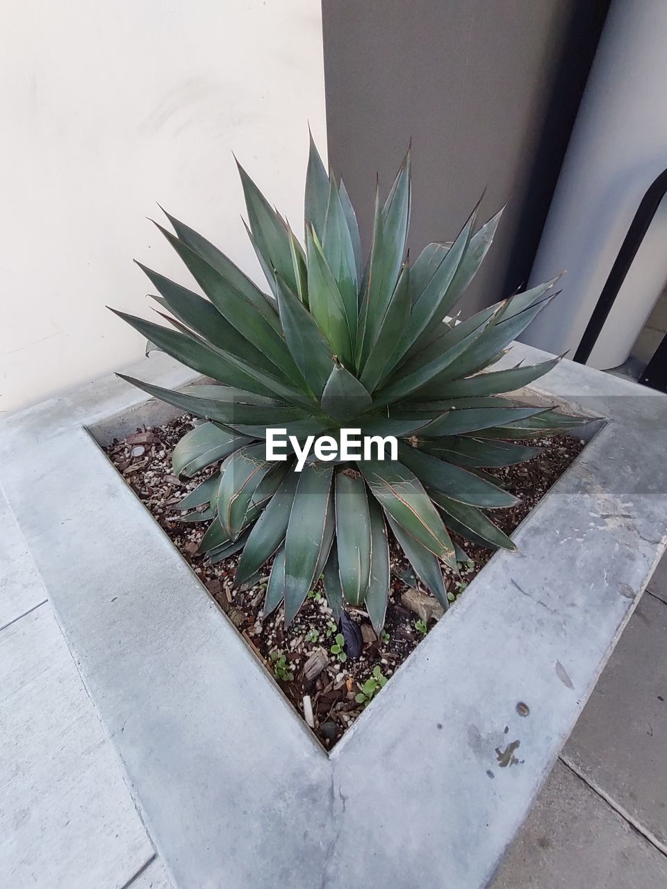 plant, high angle view, nature, no people, growth, leaf, green, plant part, agave, outdoors, day, potted plant, flower