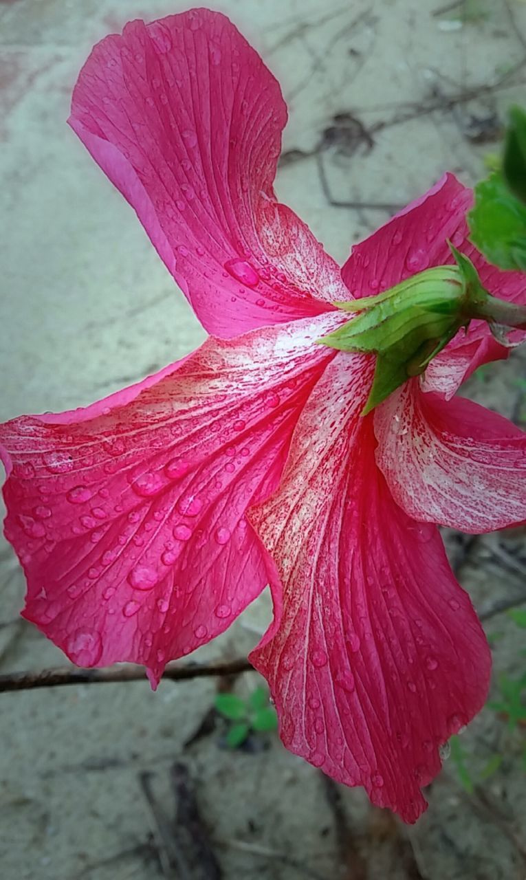 CLOSE-UP OF BUTTERFLY ON PINK FLOWER