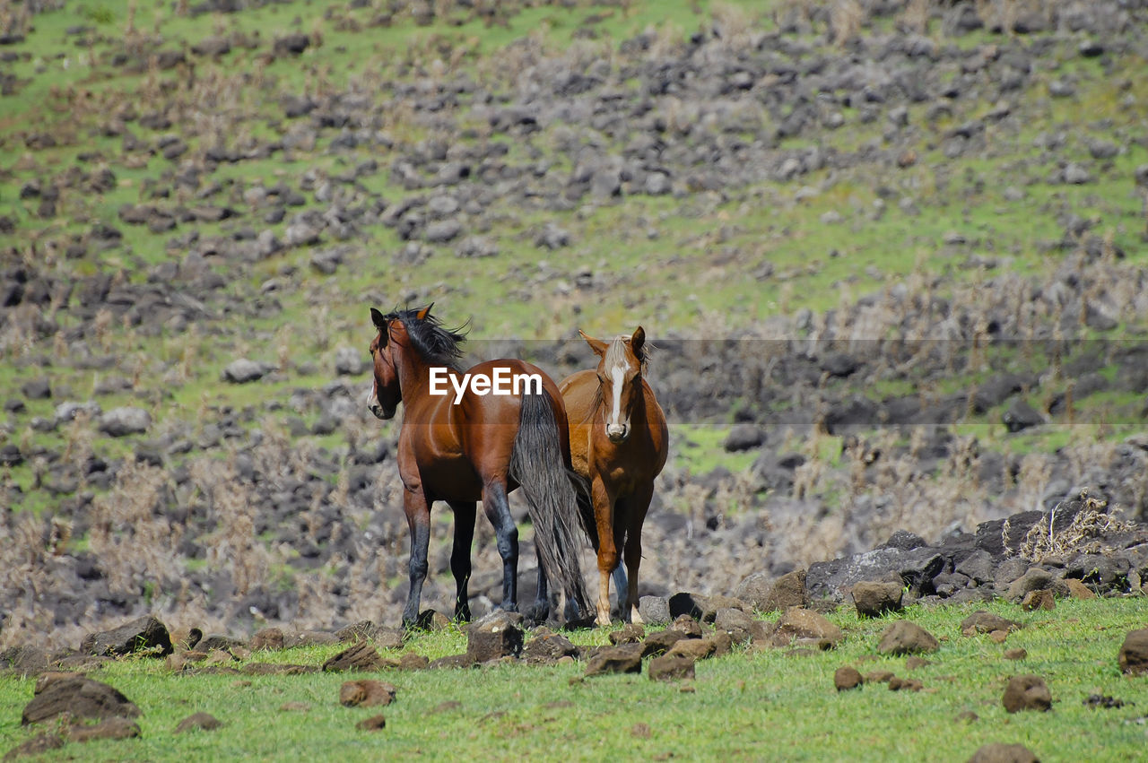 Horses standing on field