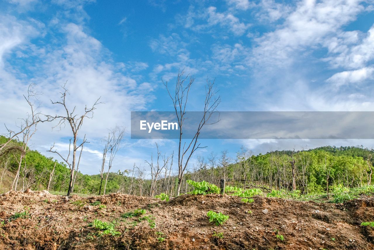 Plants growing on land against sky