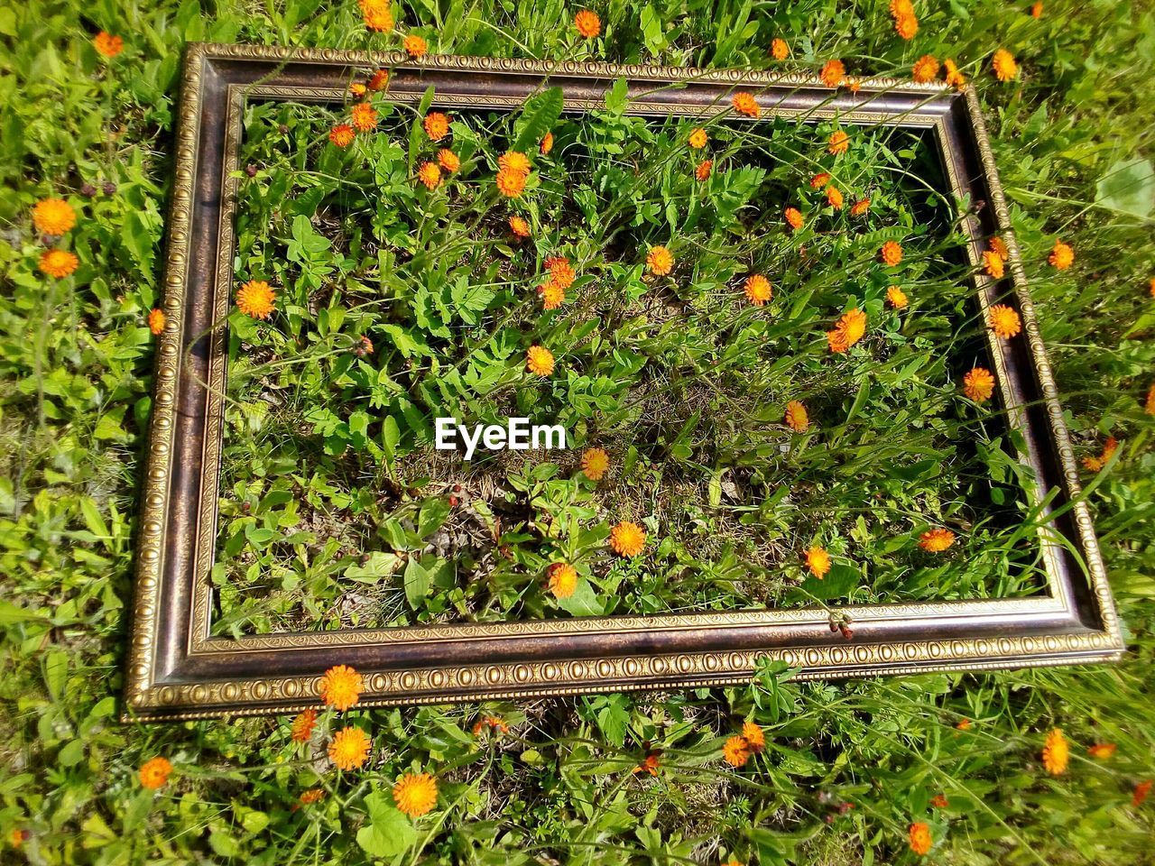 HIGH ANGLE VIEW OF YELLOW FLOWERING PLANTS ON FIELD