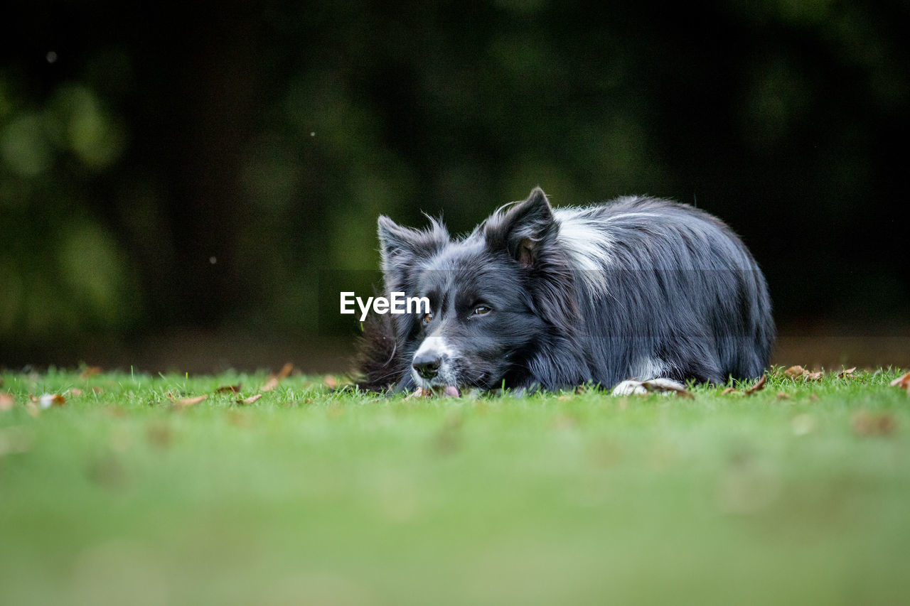 Dog lying on grassy field