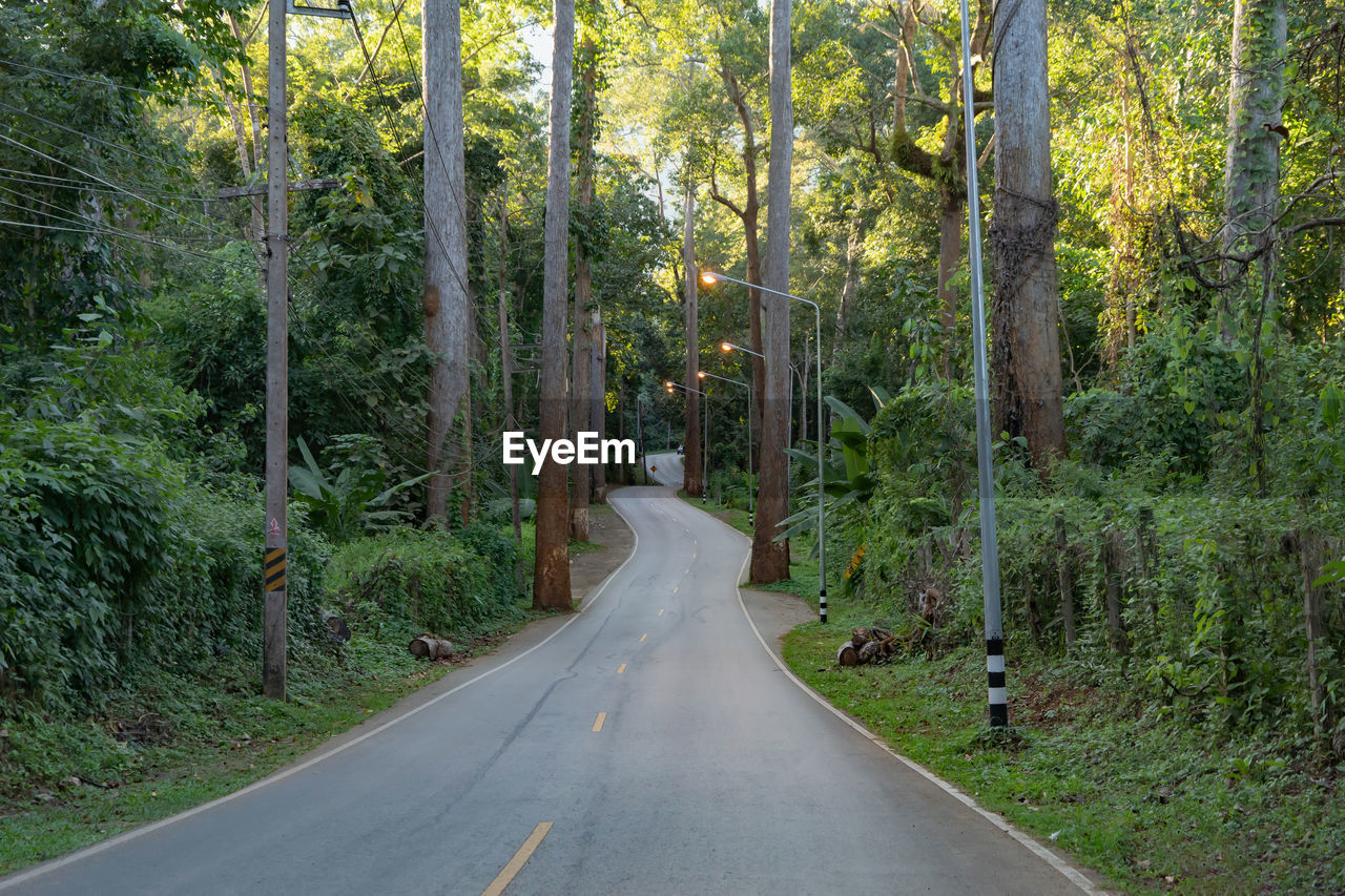 EMPTY ROAD AMIDST TREES