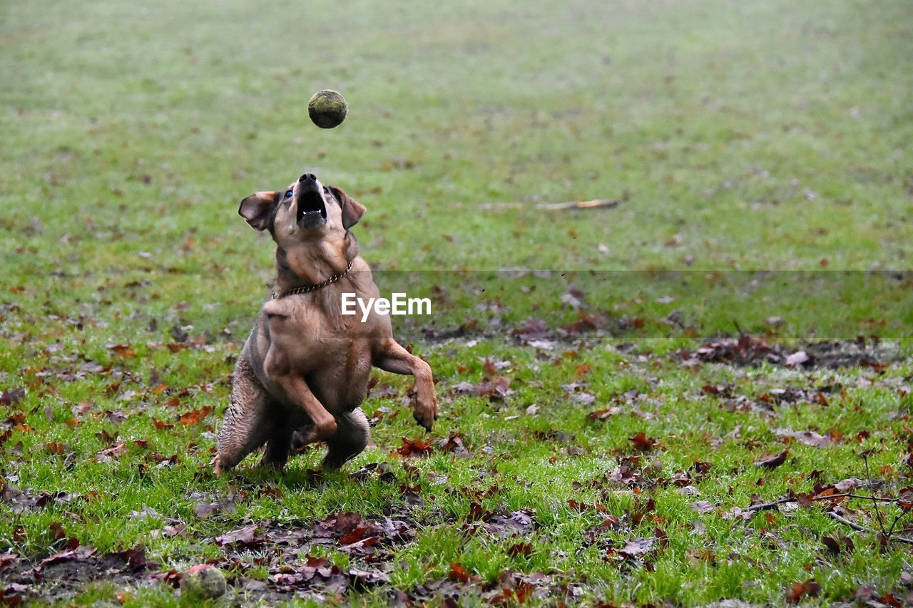 Close-up of dog catching ball on grass field