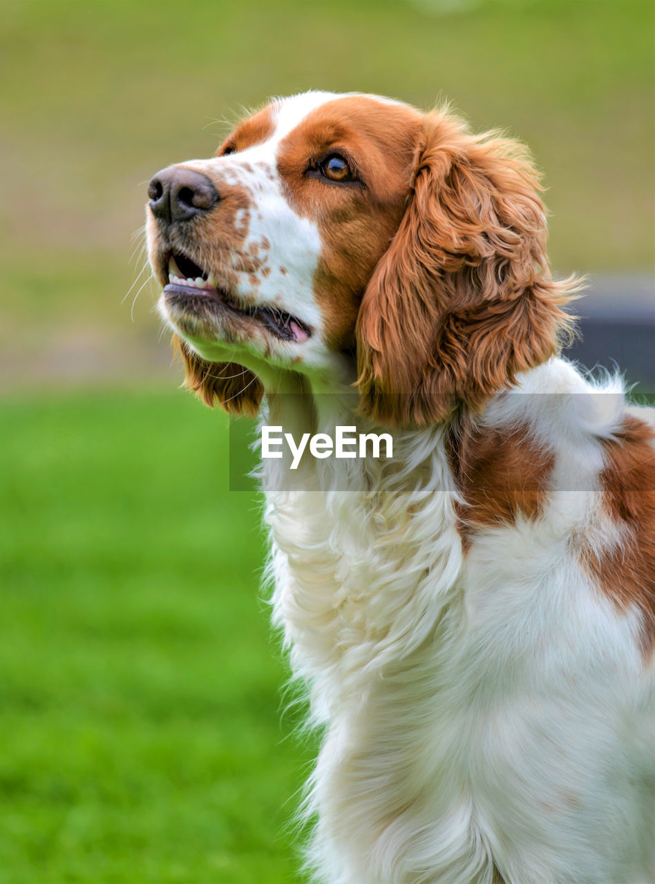 Close-up of dog looking away