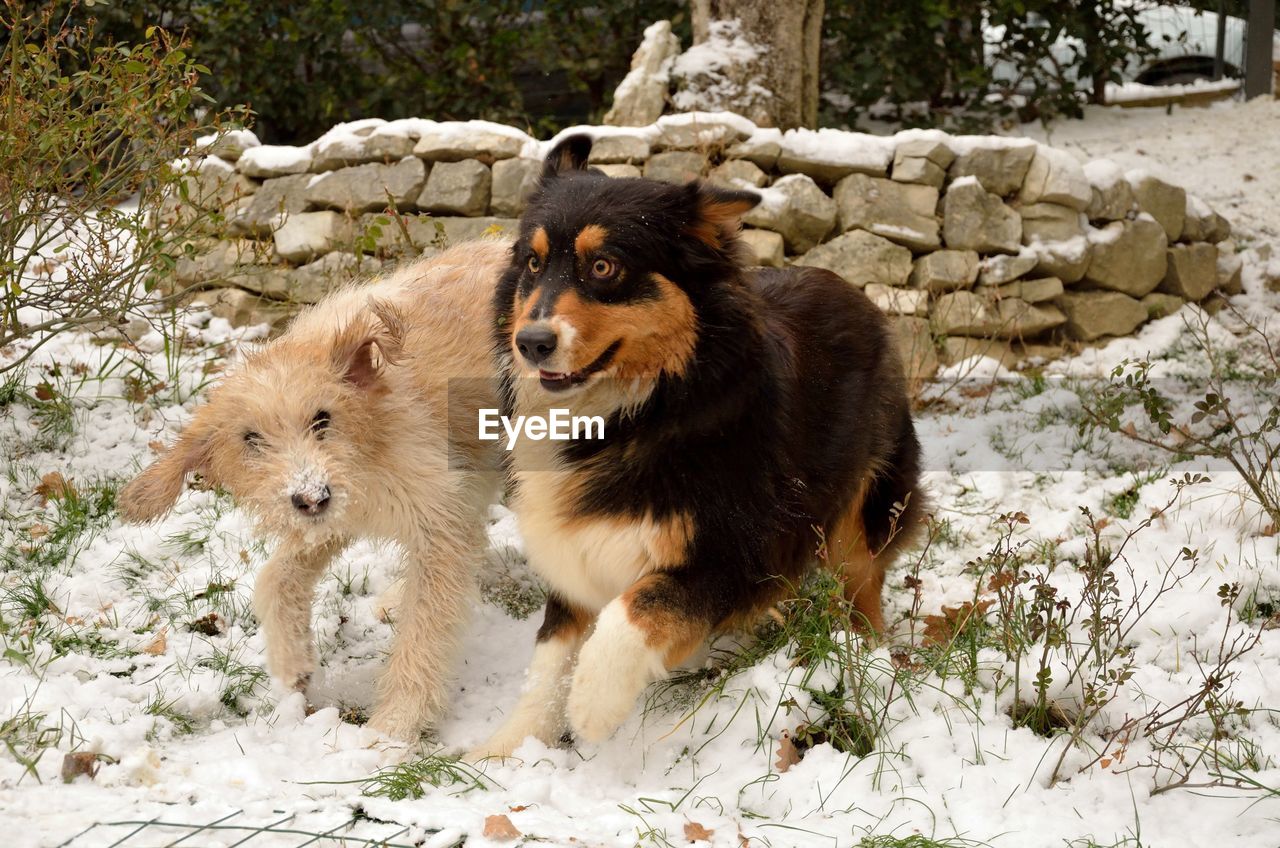 TWO DOGS ON SNOW FIELD