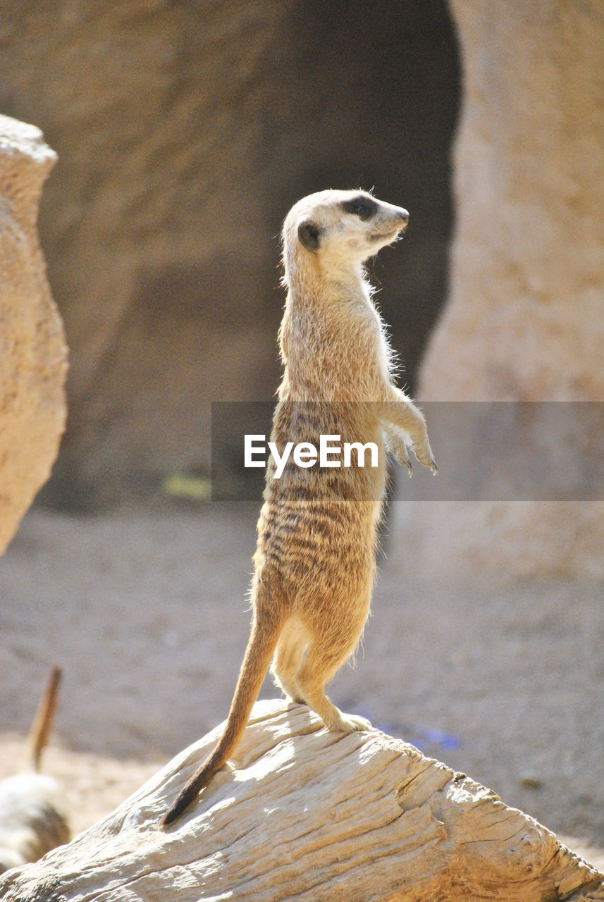 A meerkat watching the landscape with its legs raised. colors of nature