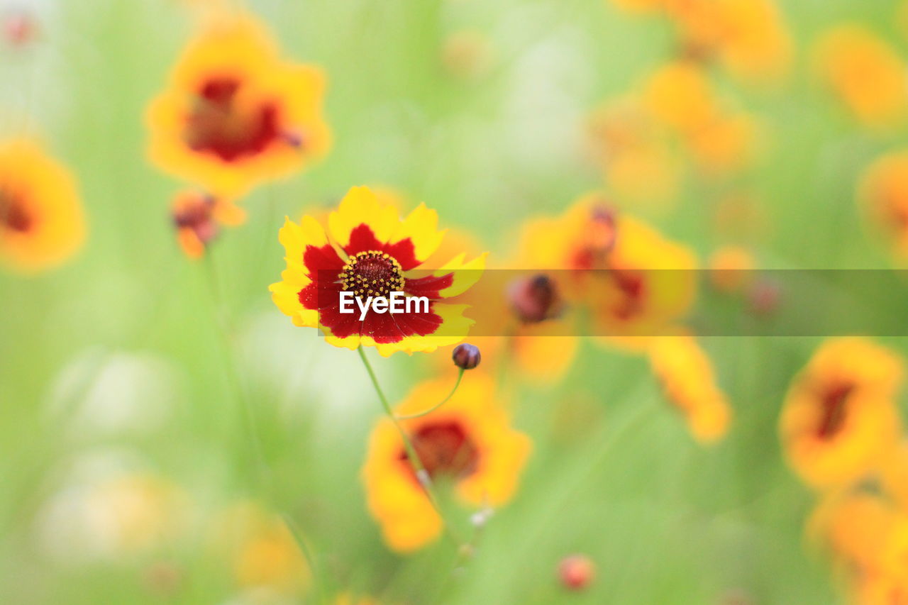 CLOSE-UP OF YELLOW FLOWERING PLANT
