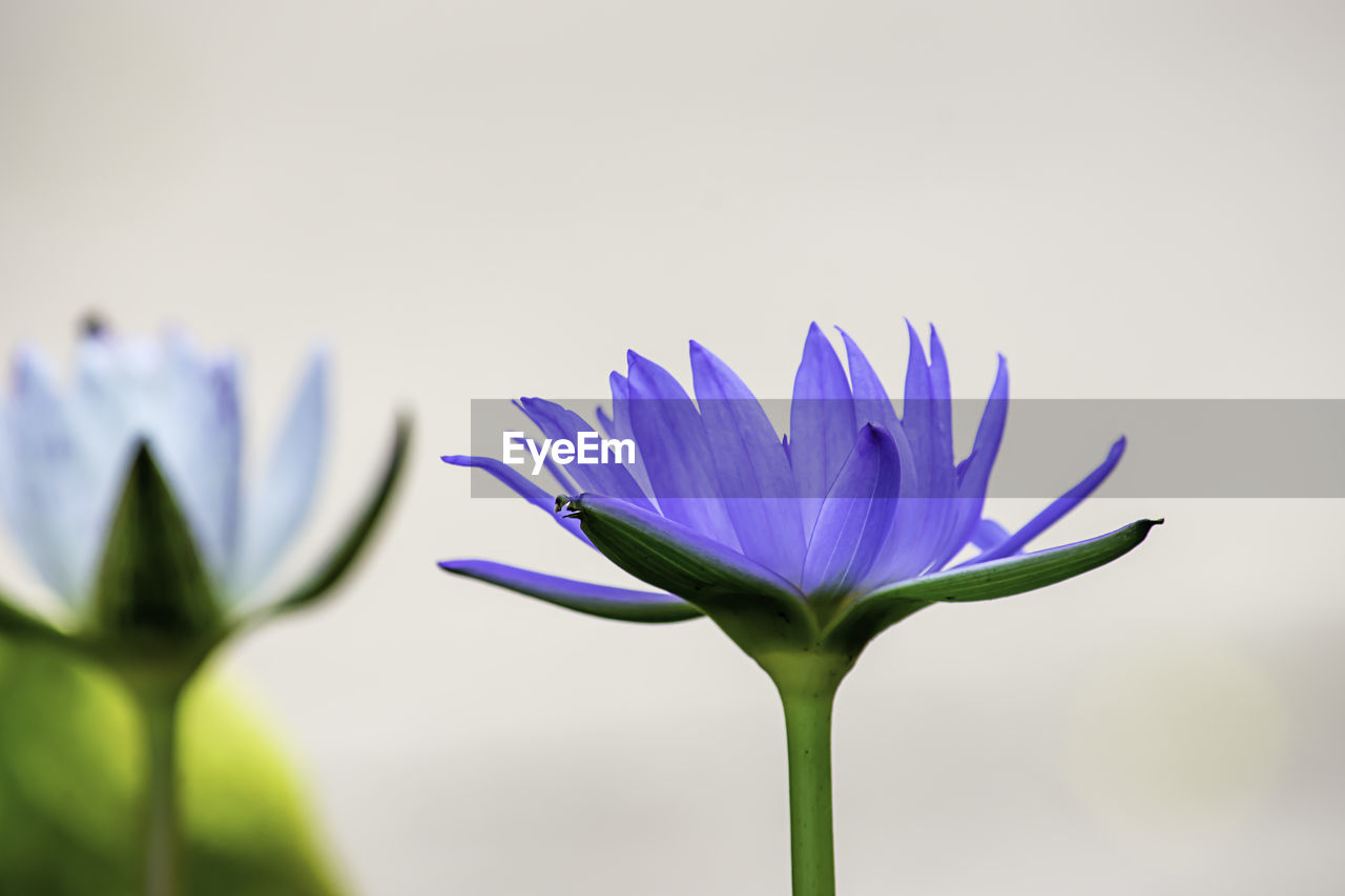 Close-up of purple flowering plant